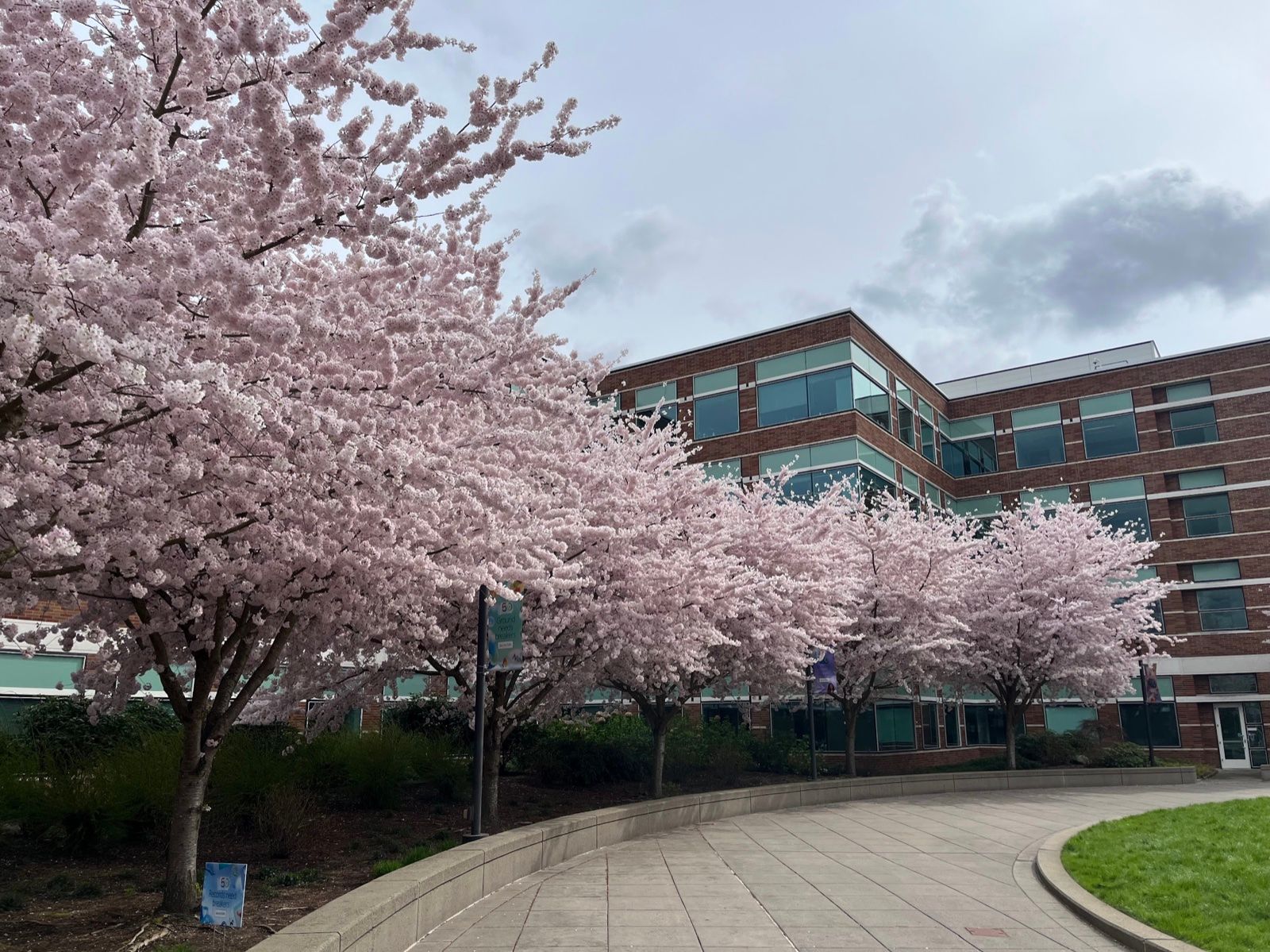 Cherry blossoms taking to Seattle