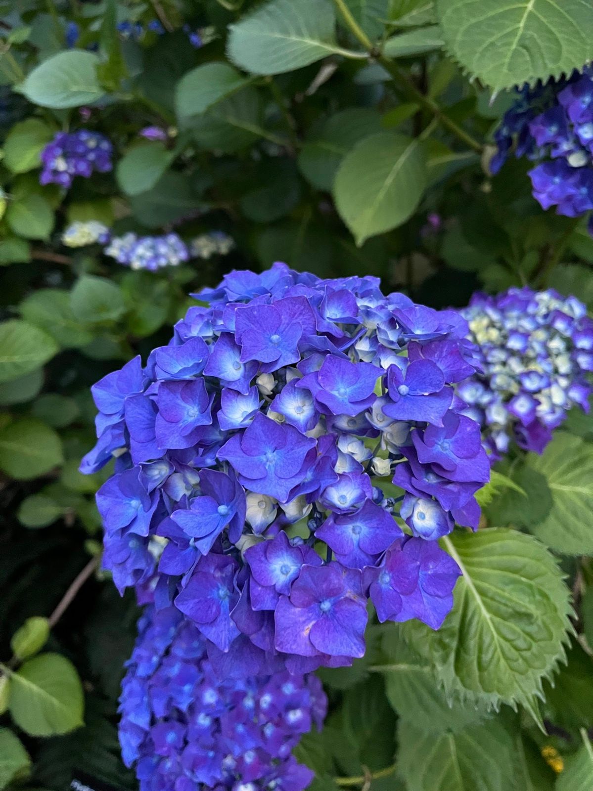 A Seattle hydrangea in full form
