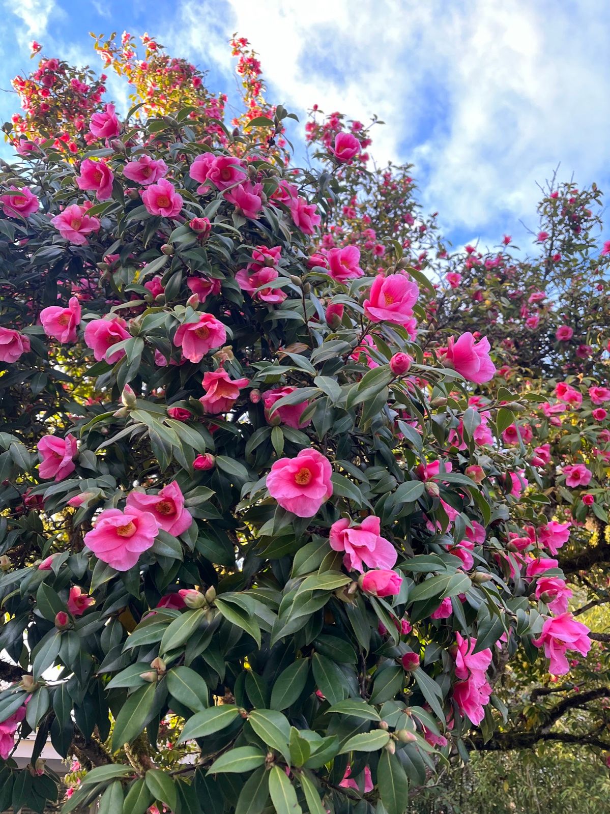 Camellia in winter