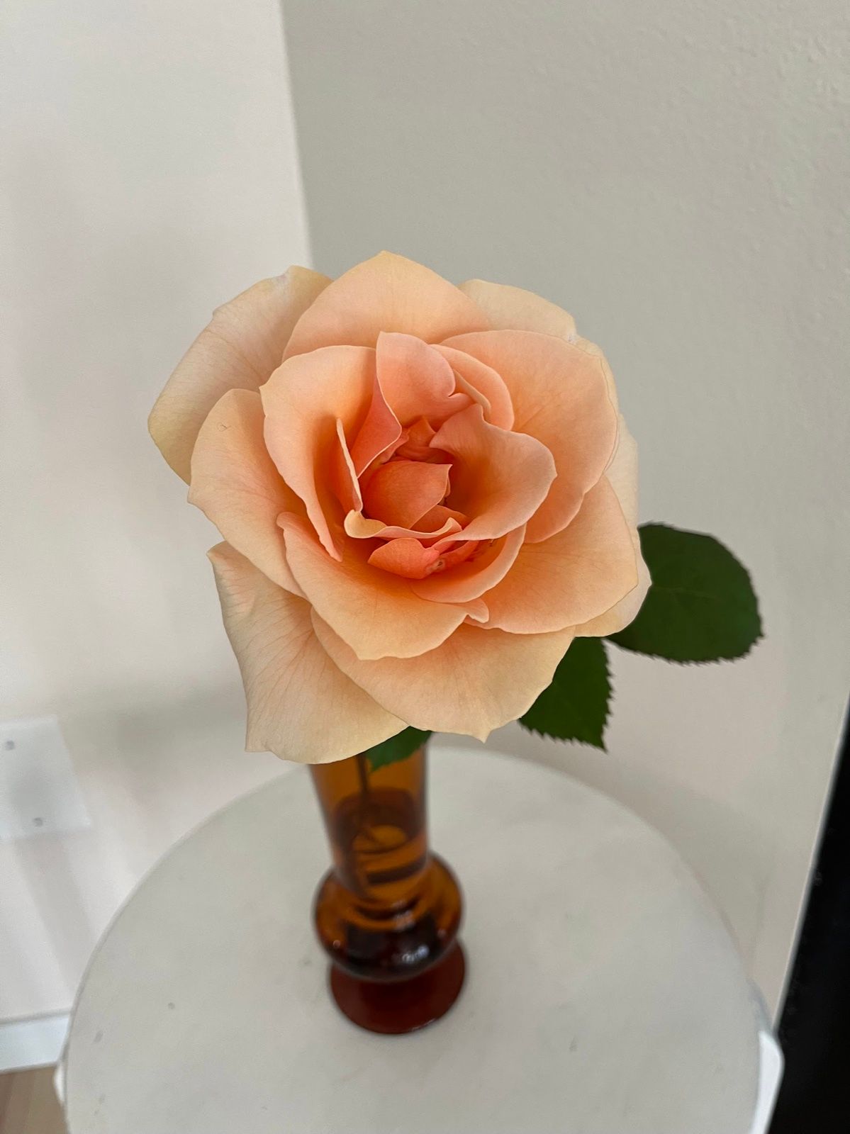 Roses from my garden